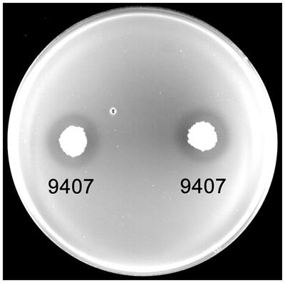 Biocontrol of Bacterial Fruit Blotch by Bacillus subtilis 9407 via Surfactin-Mediated Antibacterial Activity and Colonization